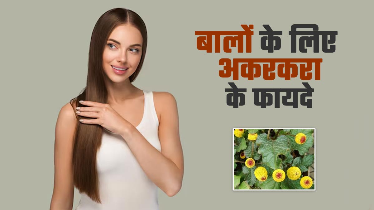 बालों को मजबूत और शाइनी बनाने में मदद करता है अकरकरा, जानें इसके उपयोग का तरीका