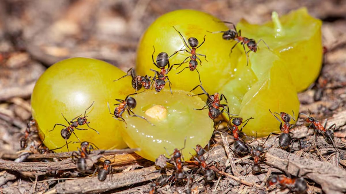 Do Ants Cause Food Poisoning