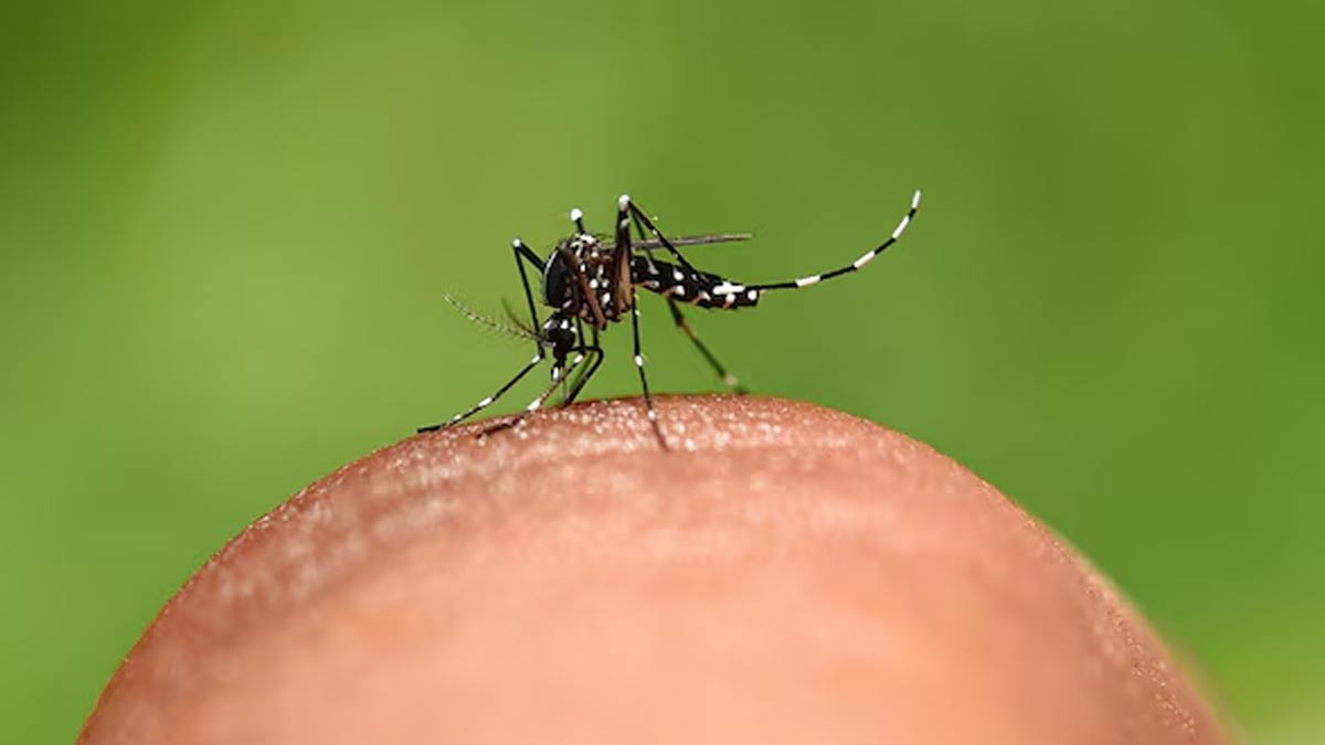 can you get dengue from swallowing mosquito