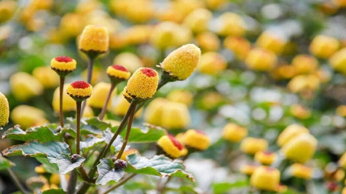 does Akarkara increase testosterone in