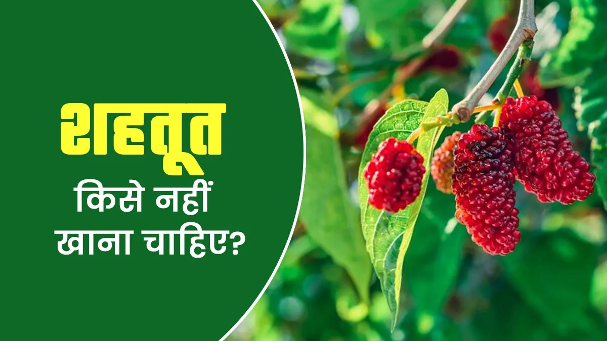 शहतूत किसे नहीं खाना चाहिए? एक्सपर्ट से जानें