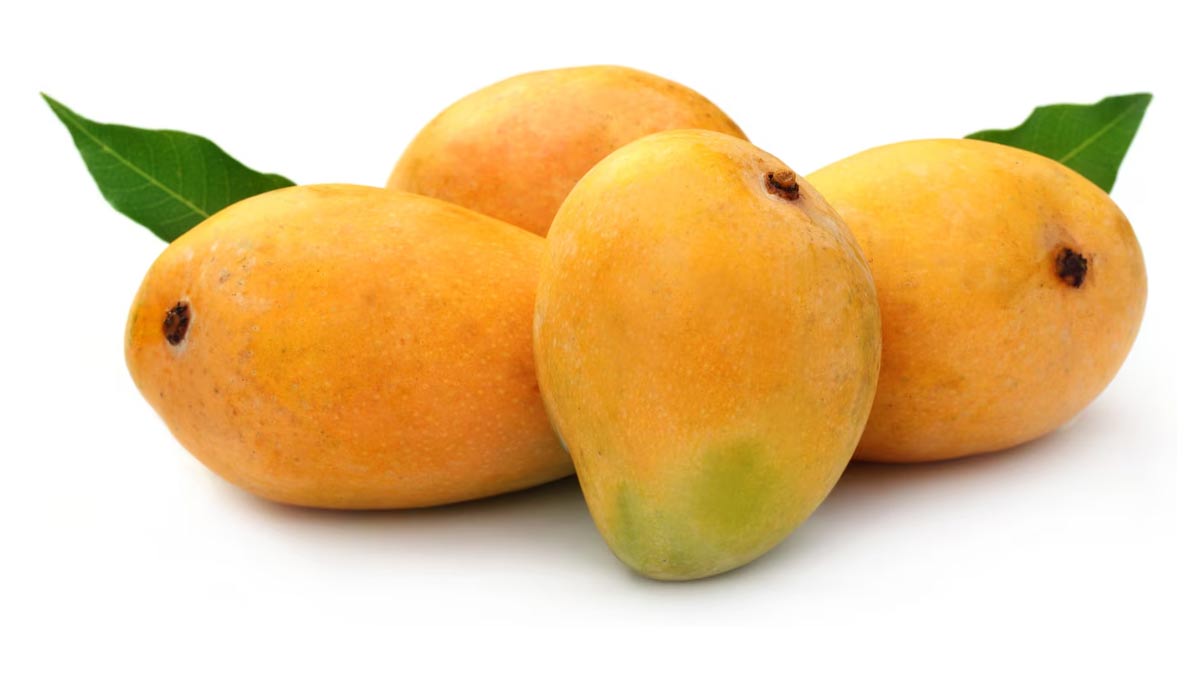 is mango bad for gut health doctor tells in hindi 01 (3)