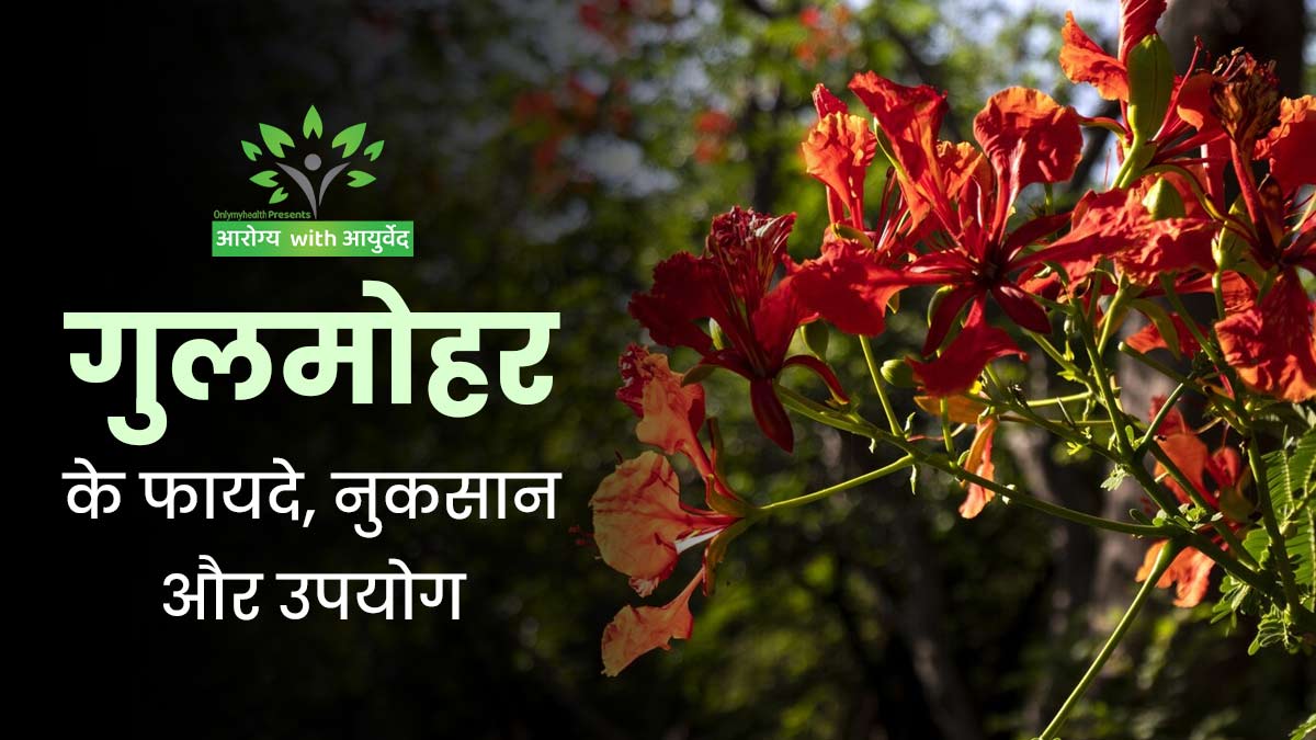 गुलमोहर के फूल से लेकर तने तक सब हैं उपयोगी, आयुर्वेदिक डॉक्टर से जानें इसके फायदे, नुकसान और खाने के सही तरीके