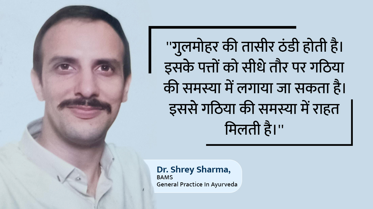 gulmohar benefits side effects and right way to eat know from ayurvedic doctor in hindi 1