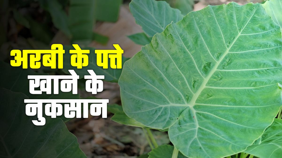 अरबी के पत्ते खाने से होते हैं ये 5 नुकसान, जानें किसे खाना चाहिए और किसे नहीं