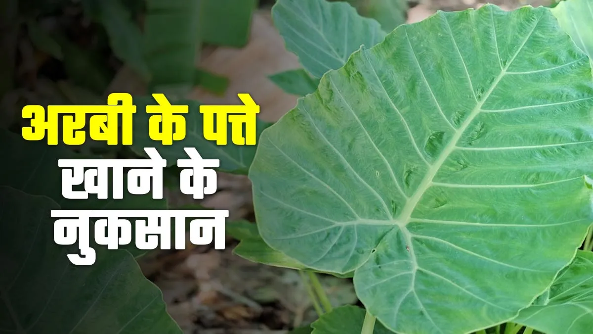 अरबी के पत्ते खाने से होते हैं ये 5 नुकसान, जानें किसे खाना चाहिए और किसे नहीं