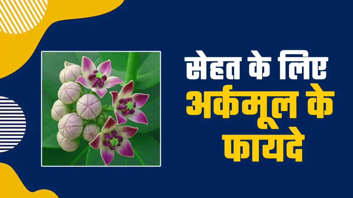 सेहत के लिए अर्कमूल कैसे फायदेमंद है? जानें आयुर्वेदिक एक्सपर्ट से
