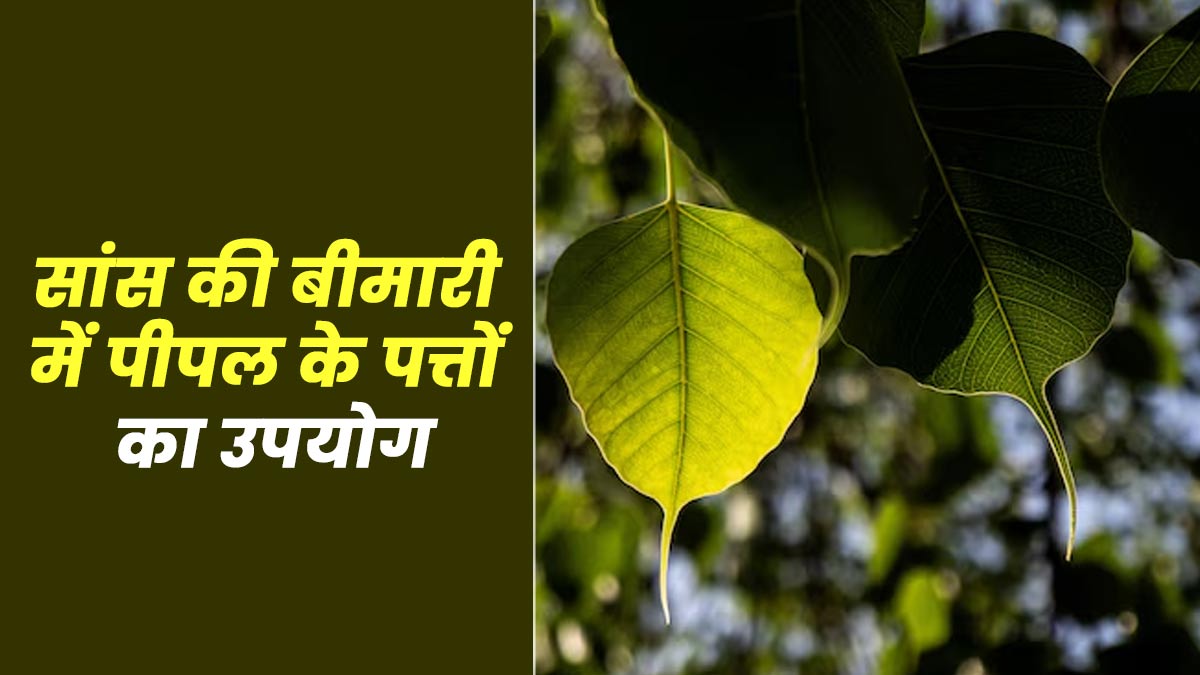 सांस की बीमारी में फायदेमंद हैं पीपल के पत्ते? आयुर्वेदाचार्य से जानें फायदे और उपयोग