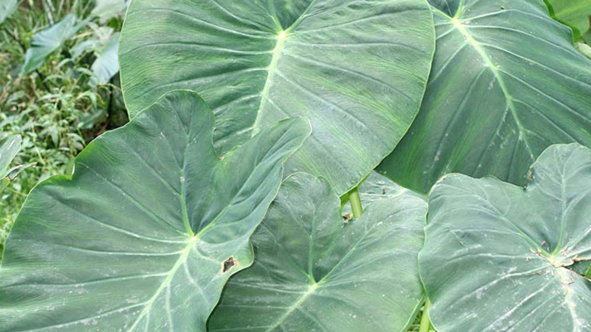 अरबी के पत्ते खाने के नुकसान | Side Effects of Arbi leaves in hindi | Arbi Khane ke Nuksan arbi-ke-patte-main