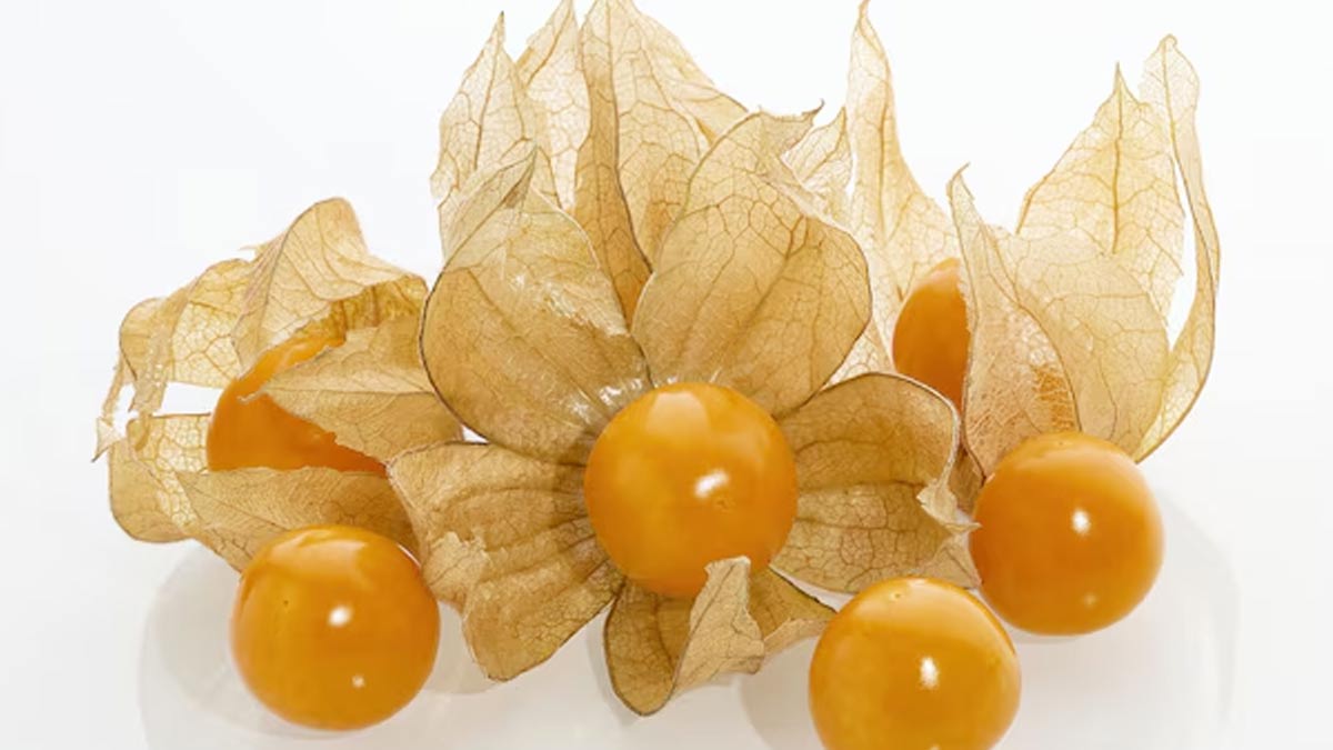 what are the benefits of golden berries in hindi 01 (3)