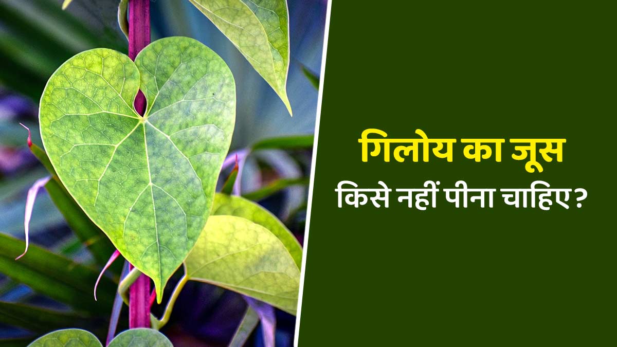 गिलोय का जूस किसे नहीं पीना चाहिए? जानें आयुर्वेदाचार्य से