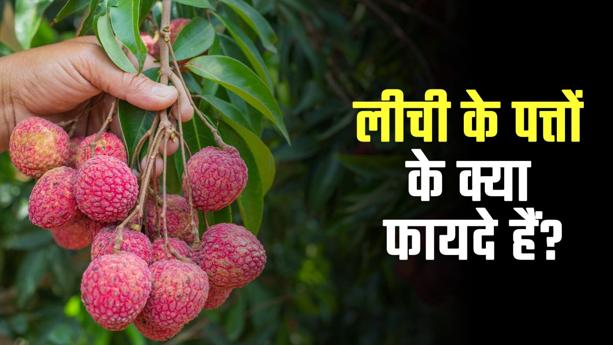 लीची के पत्तों के क्या फायदे हैं? आयुर्वेदाचार्य से जानें
