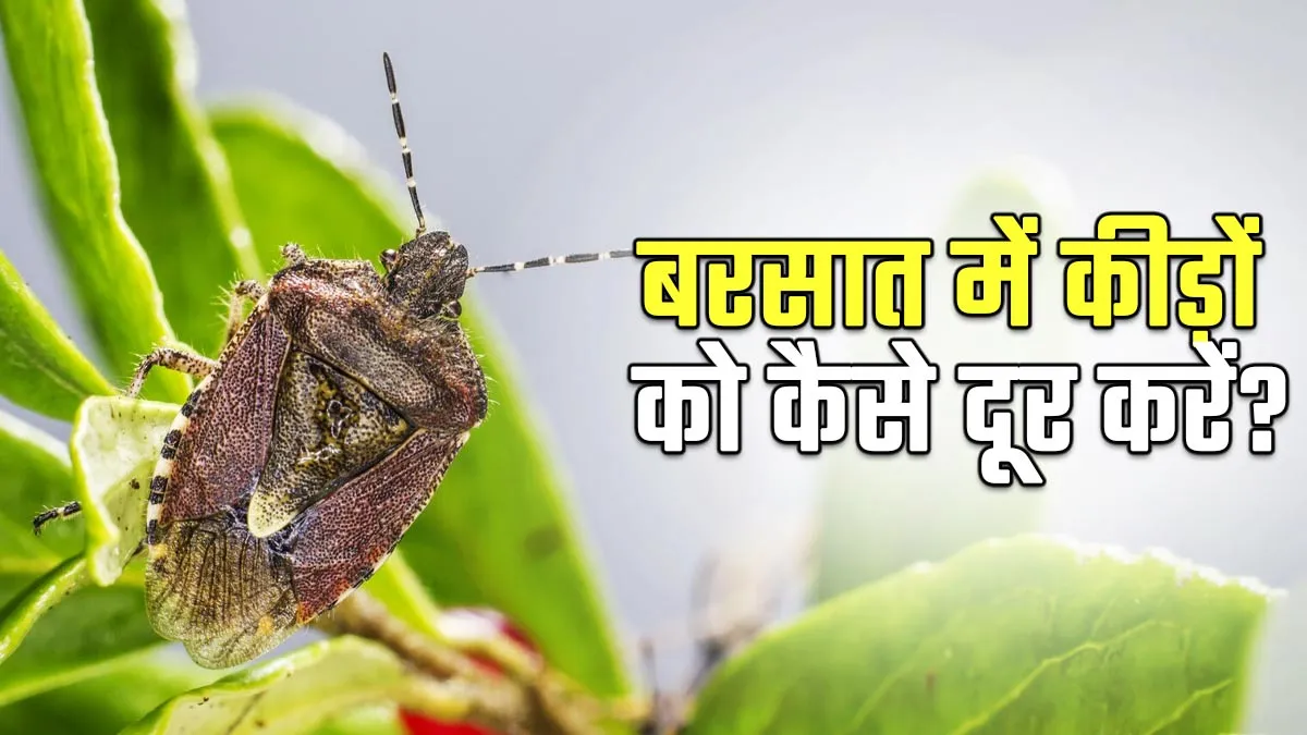 मानसून में कीड़ों से बचाव कैसे करें? जानें ये सेहत के लिए कितने खतरनाक हैं और इन्हें भगाने के घरेलू उपाय