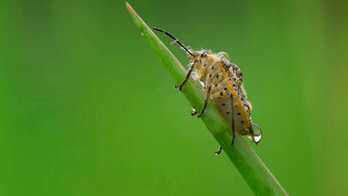 How to remove insects in rainy season