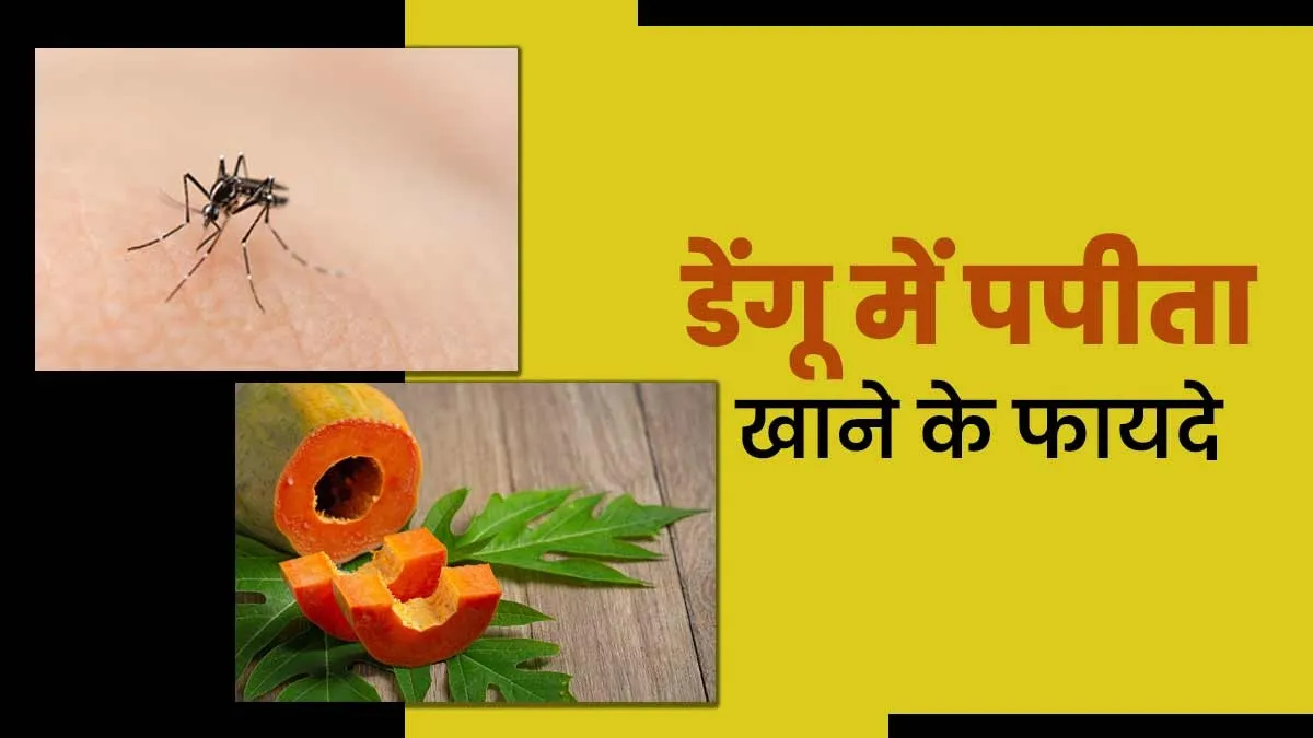 डेंगू से जल्दी ठीक होने के लिए खाएं पपीता, लंबे समय तक रहने वाली कमजोरी और थकान से मिलेगी राहत
