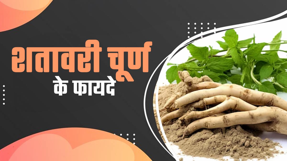शतावरी चूर्ण के फायदे: महिलाओं और पुरुषों दोनों के लिए फायदेमंद है शतावरी
