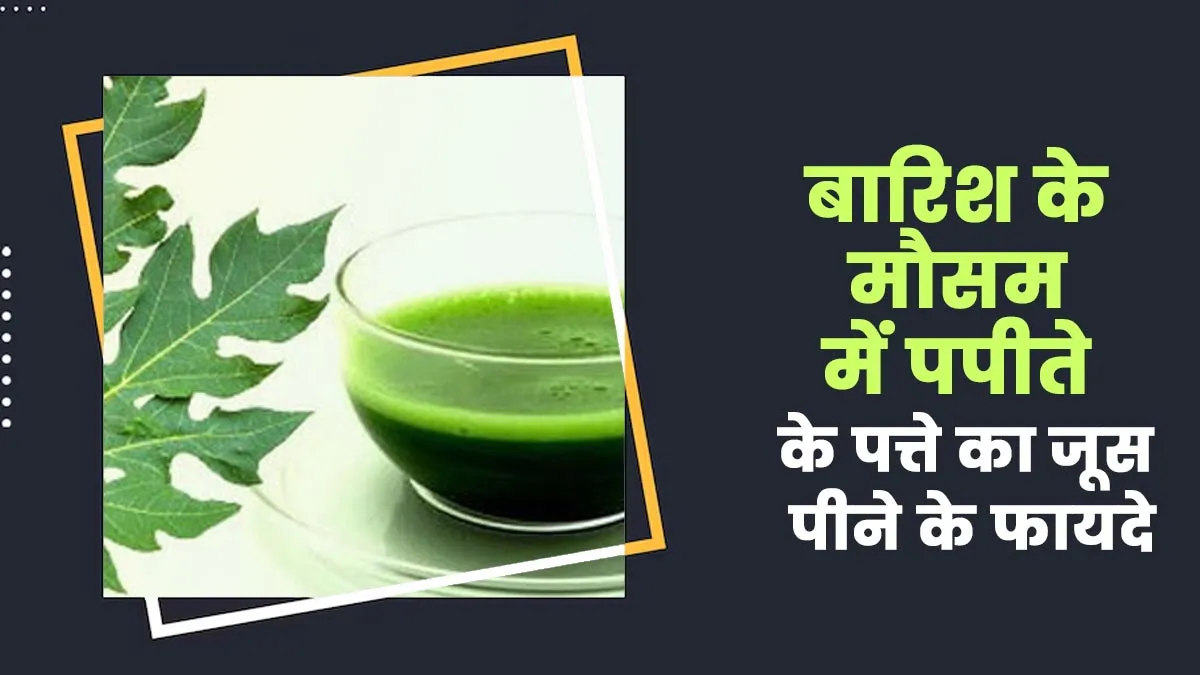 बरसात के मौसम में इंफेक्शन से बचने के लिए फायदेमंद है पपीते के पत्ते का जूस, आयुर्वेदिक डॉक्टर से जानें फायदे