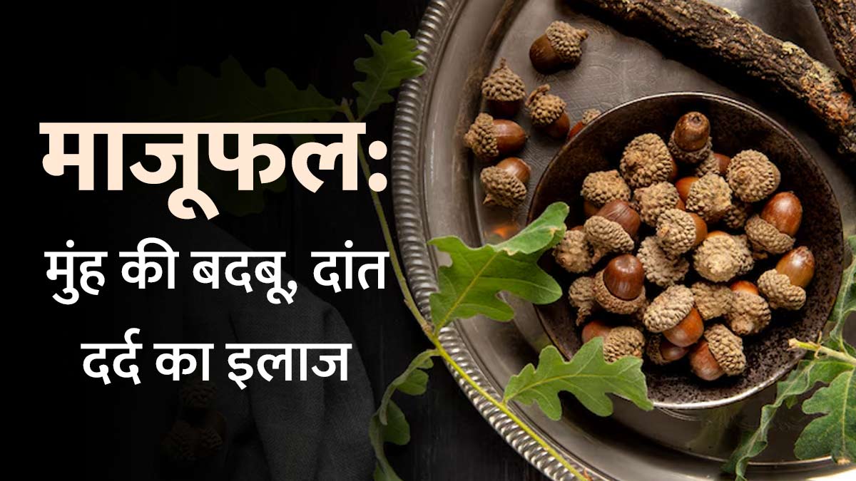 मुंह की बदबू-दांत दर्द का आयुर्वेद‍िक इलाज है माजूफल, एक्‍सपर्ट से जानें इस्‍तेमाल का सही तरीका