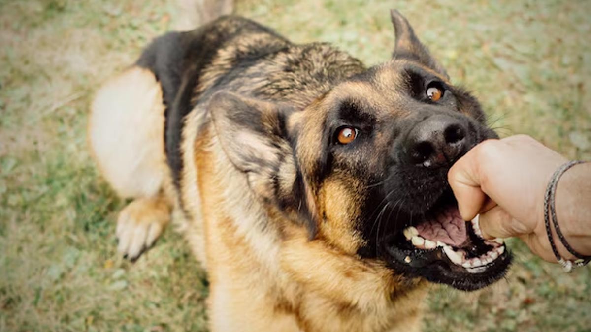 dog-bite-pregnancy-treatment