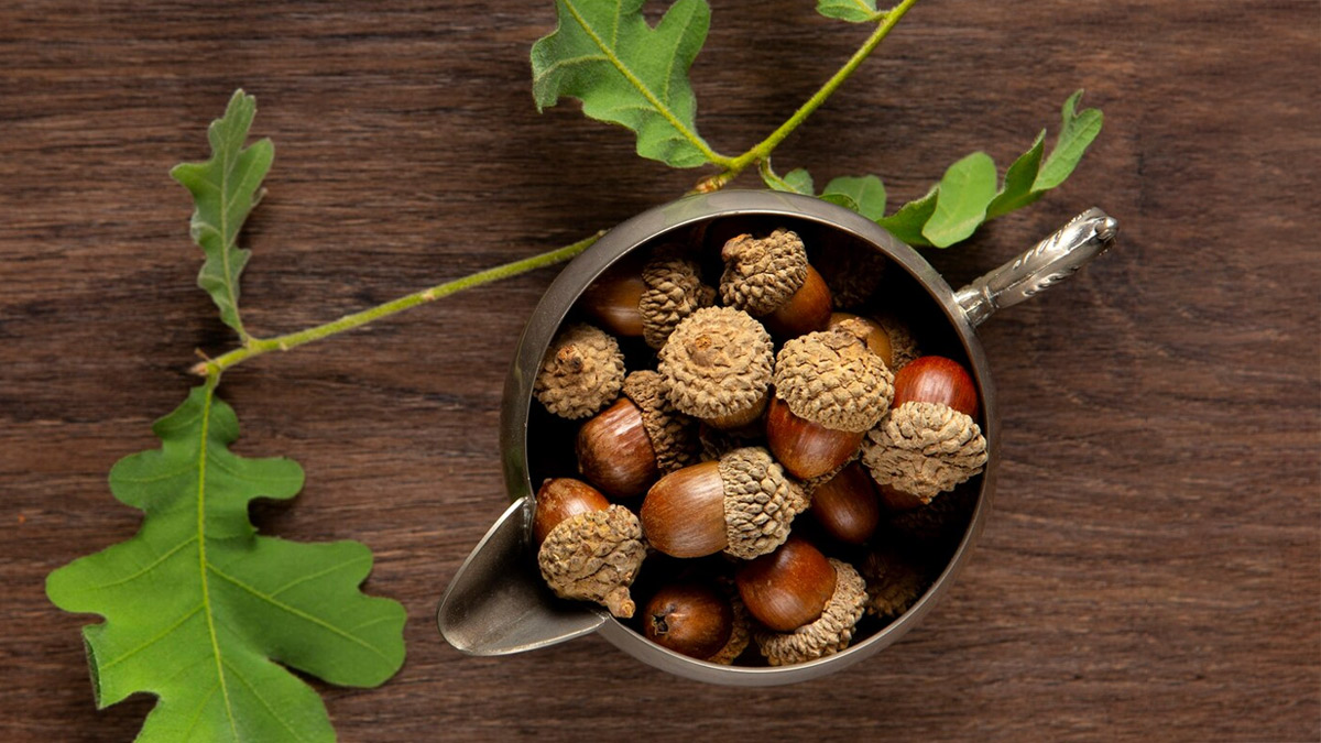 majuphal-uses-for-teeth