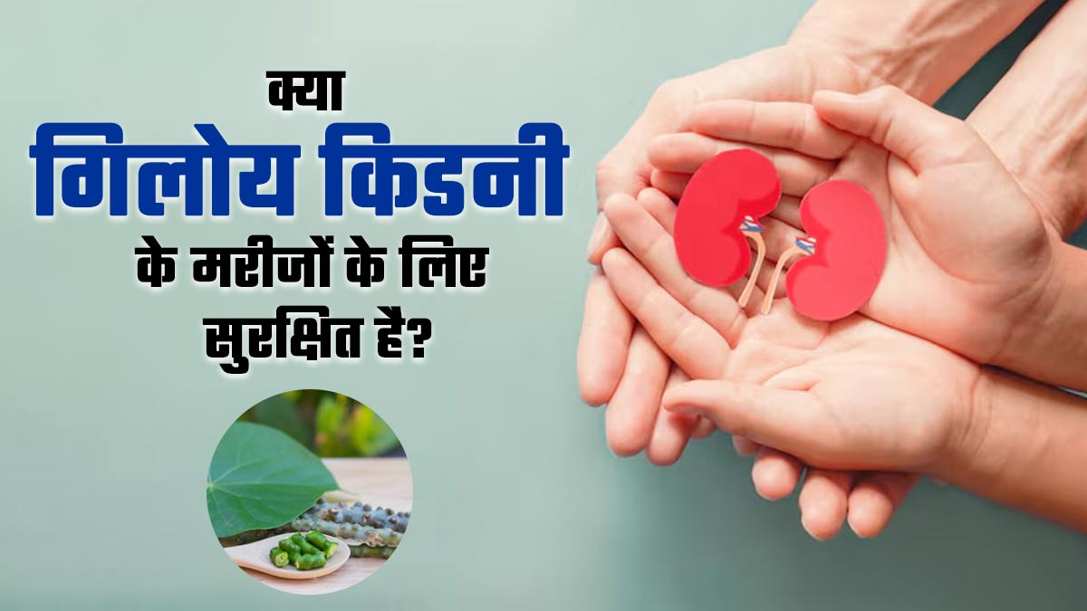 क्या गिलोय किडनी के मरीजों के लिए सुरक्षित है? आयुर्वेदिक डॉक्टर से जानें