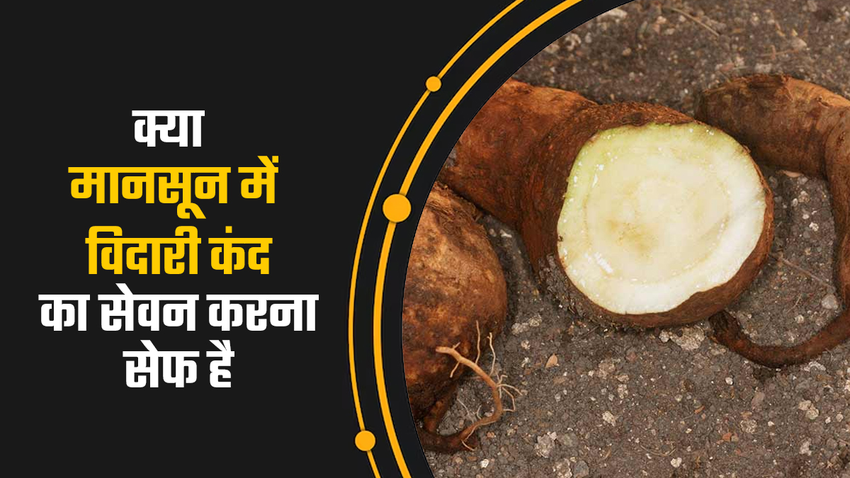 क्या मानसून में विदारी कंद का सेवन करना सुरक्षित है? एक्सपर्ट से जानें किन लोगों को करना चाहिए परहेज