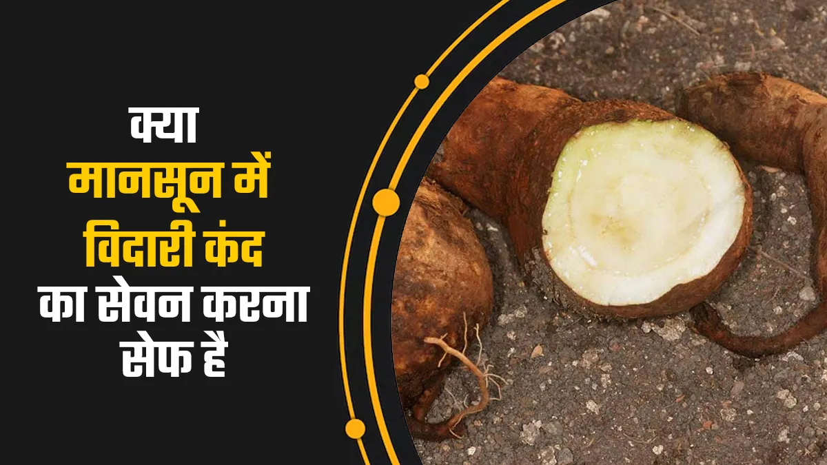 क्या मानसून में विदारी कंद का सेवन करना सुरक्षित है? एक्सपर्ट से जानें किन लोगों को करना चाहिए परहेज