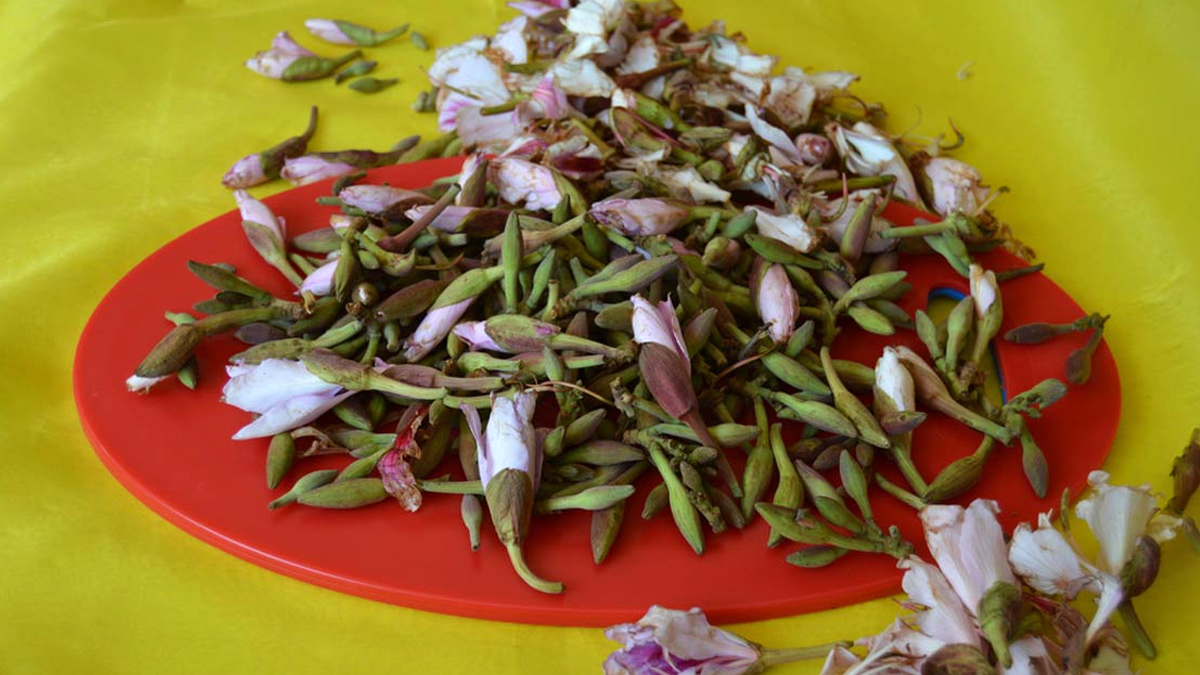 kanchnar guggulu benefits for female in