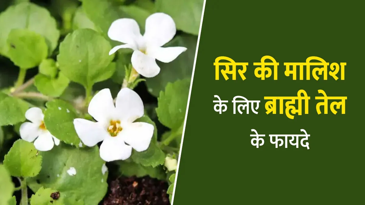 सिर की मालिश के लिए ब्राह्मी तेल फायदेमंद क्यों होता है? जानें आयुर्वेदिक एक्सपर्ट से