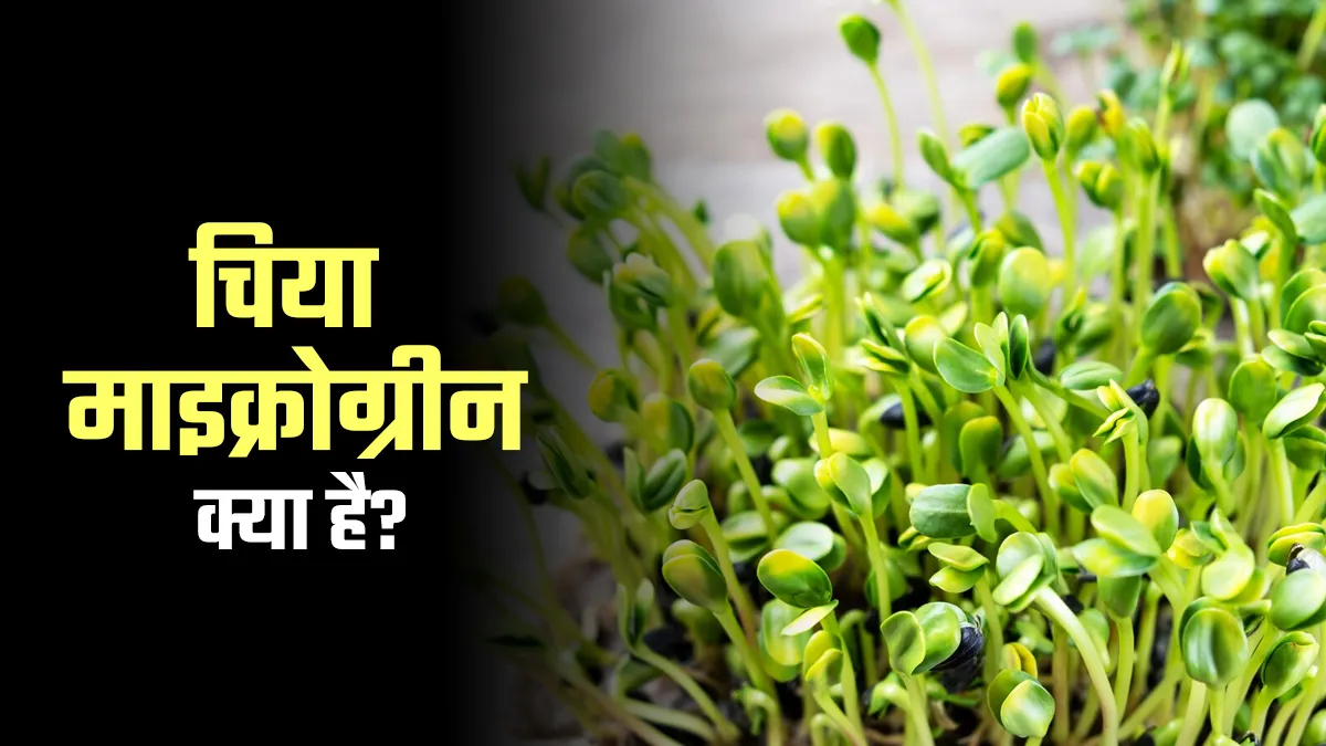 कैल्शियम से भरपूर होते हैं चिया माइक्रोग्रीन, जानें क्या है? कैसे करें सेवन और फायदे