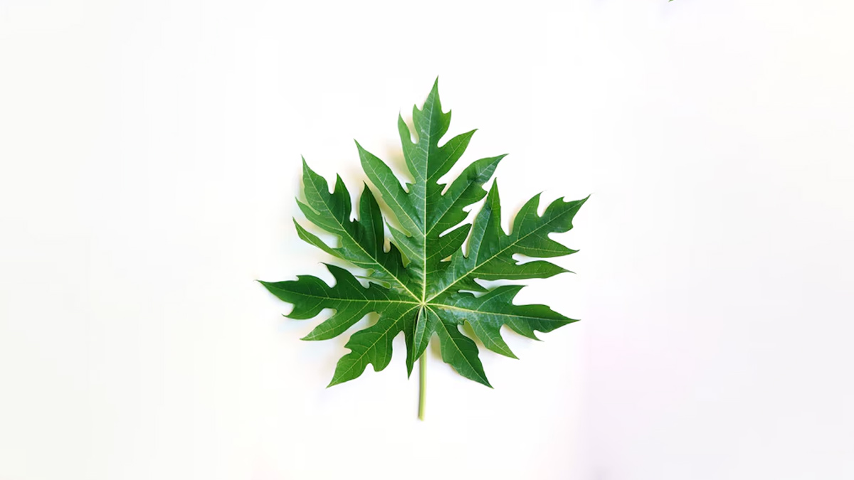 is papaya leaves good for the liver in hindi 1
