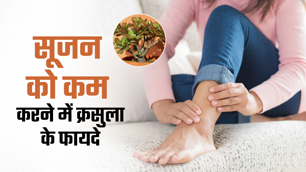 सूजन को कम करने में फायदेमंद है क्रसुला, डॉक्टर से जानें उपयोग का तरीका