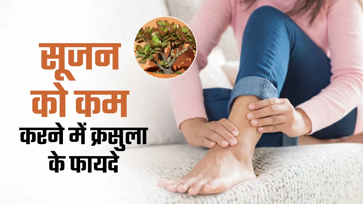 सूजन को कम करने में फायदेमंद है क्रसुला, डॉक्टर से जानें उपयोग का तरीका