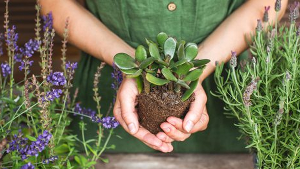 Benefits of crassula to reduce swelling in