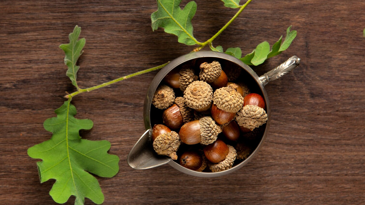 majuphal-oak-gall-face-pack