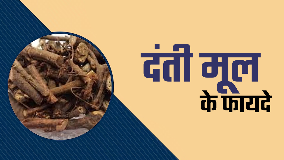 कई बीमारियों का रामबाण इलाज है दंती मूल, आयुर्वेदाचार्य से जानिए इस औषधि के फायदे