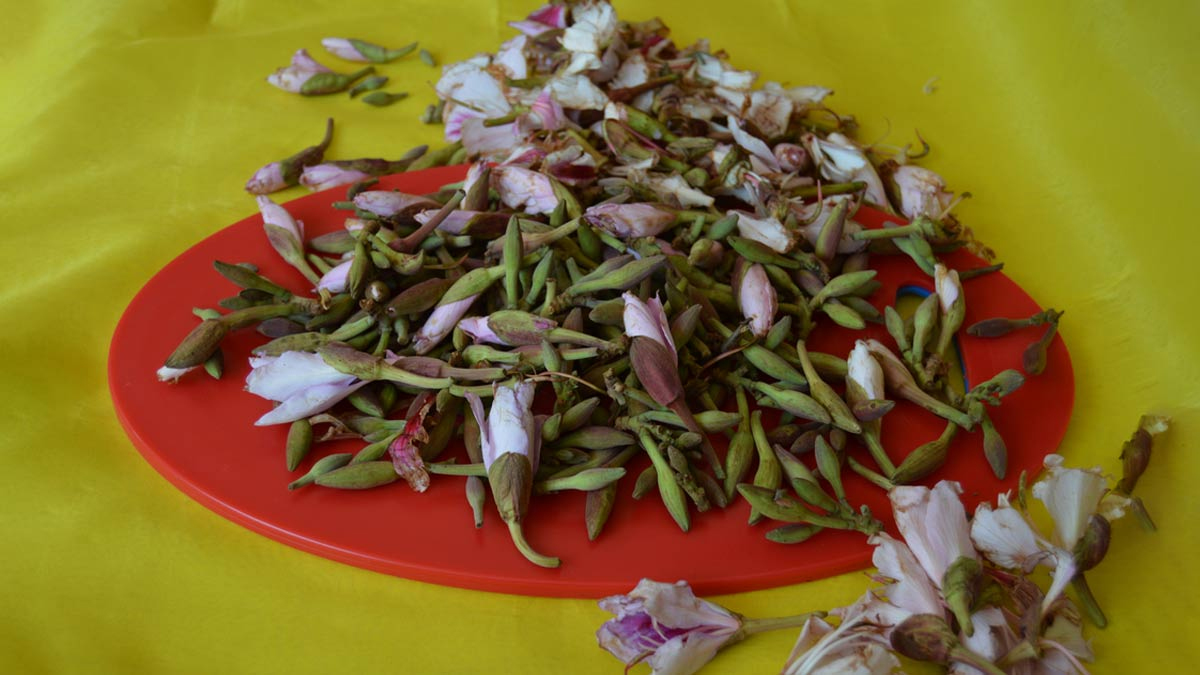 Who should not take kachnar guggulu in