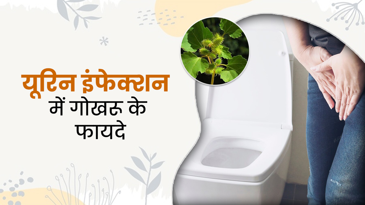 आपको भी होती है बार-बार यूरिन इंफेक्शन की समस्या, जानें इसमें गोखरू के फायदे और उपयोग का तरीका