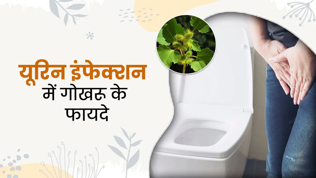 आपको भी होती है बार-बार यूरिन इंफेक्शन की समस्या, जानें इसमें गोखरू के फायदे और उपयोग का तरीका