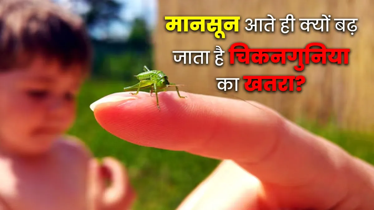 मानसून आते ही क्यों बढ़ जाता है चिकनगुनिया का खतरा? डॉक्टर से जानें लक्षण और बचाव के तरीके