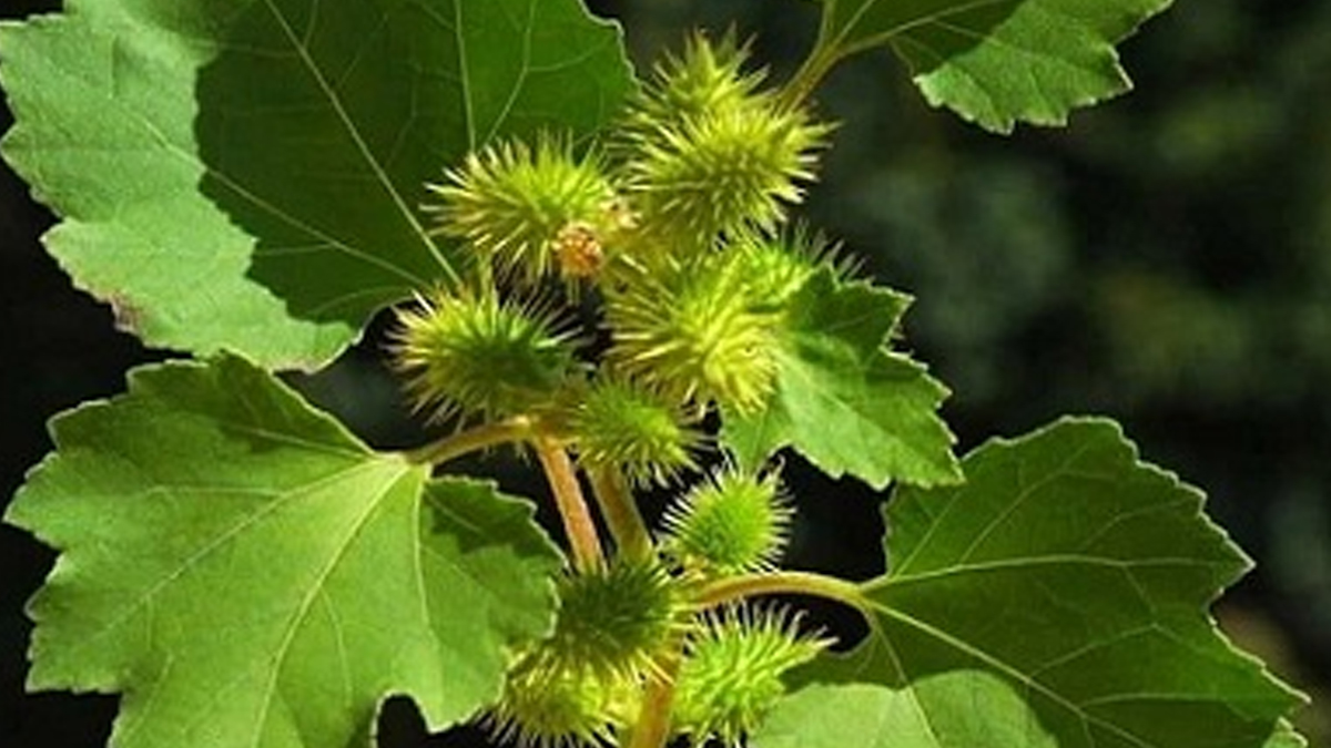 Benefits of gokhru in urine infection in