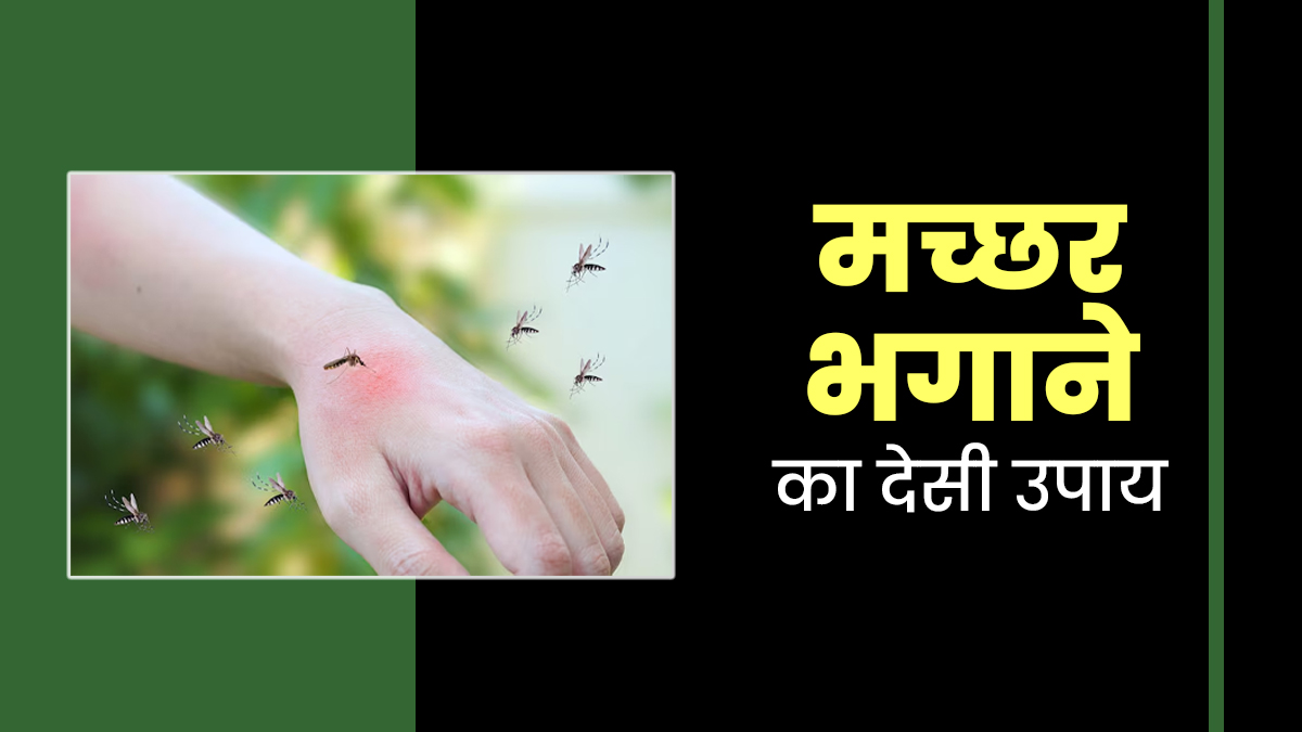 शरीर पर लगाने से लेकर स्प्रे करने तक, मच्छर भगाने के लिए इस्तेमाल करें नीम का तेल