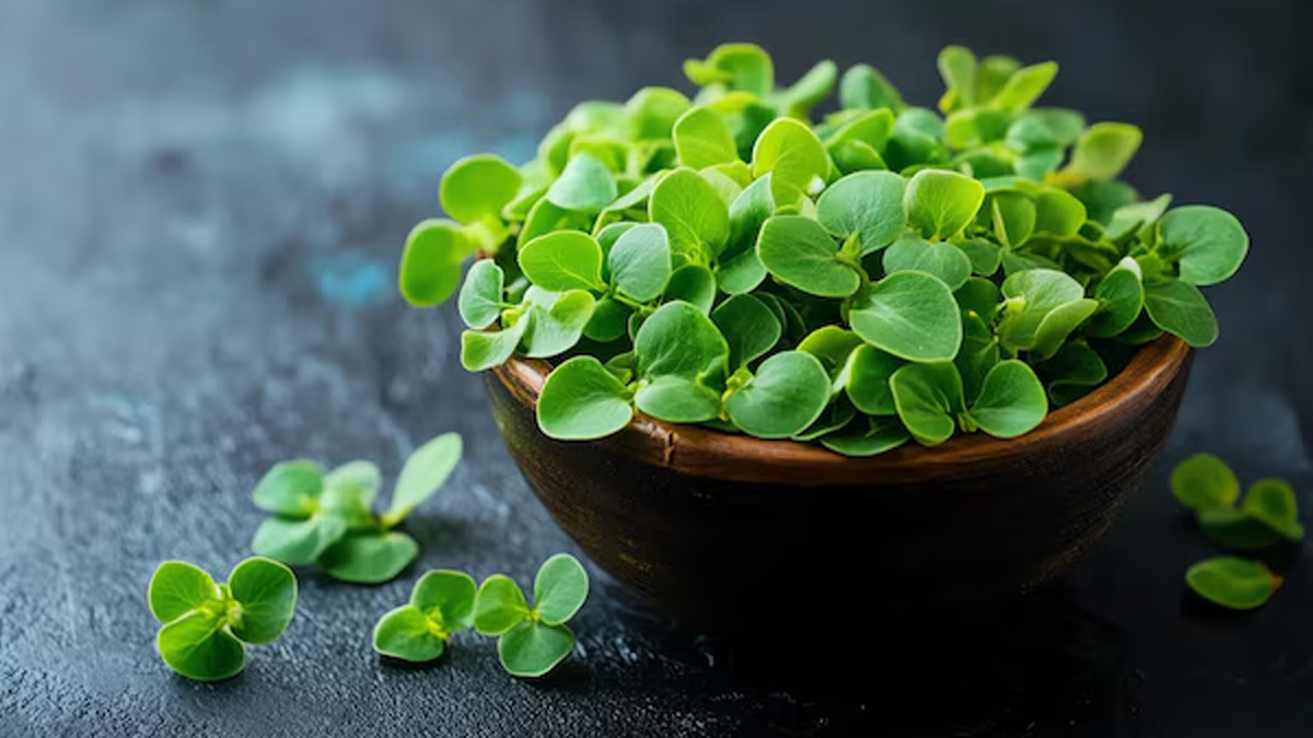 brahmi benefits side effects and ways to use it in hindi 2