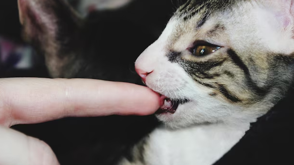 cat-bite-treatment