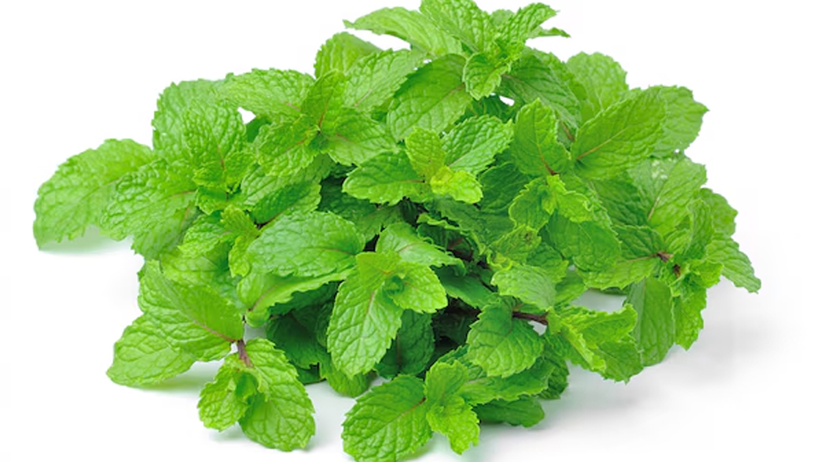 is mint leaves good for high blood pressure in hindi 01 (3)