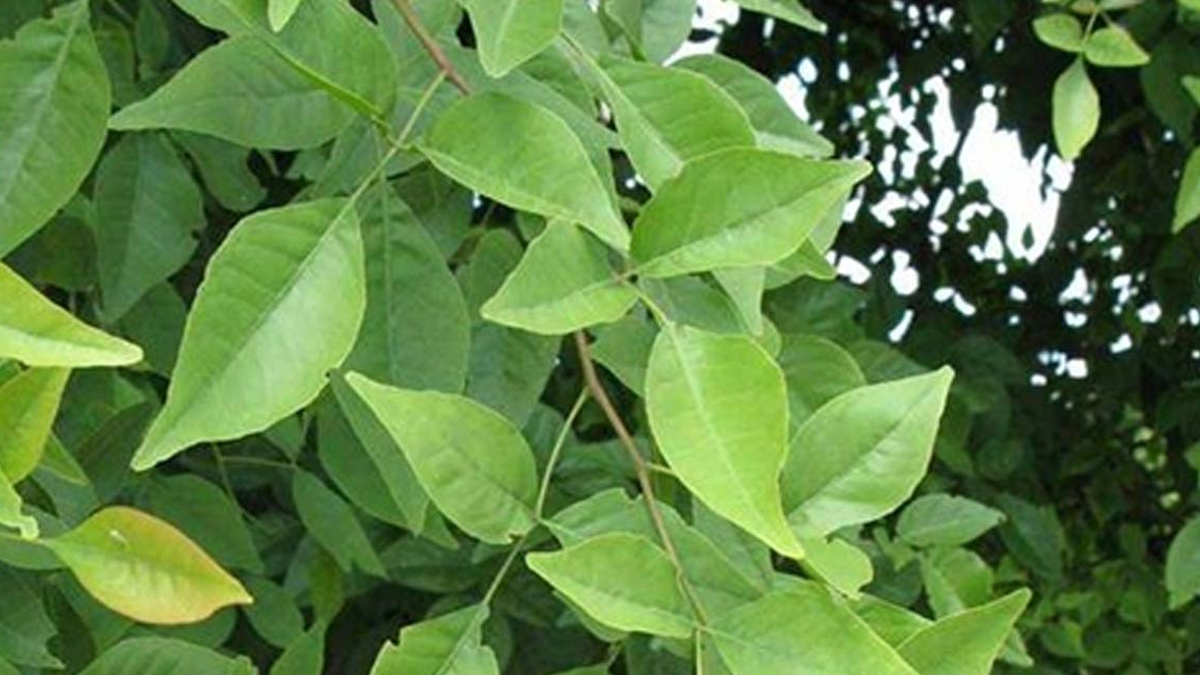 Who-should-avoid-eating-belpatra