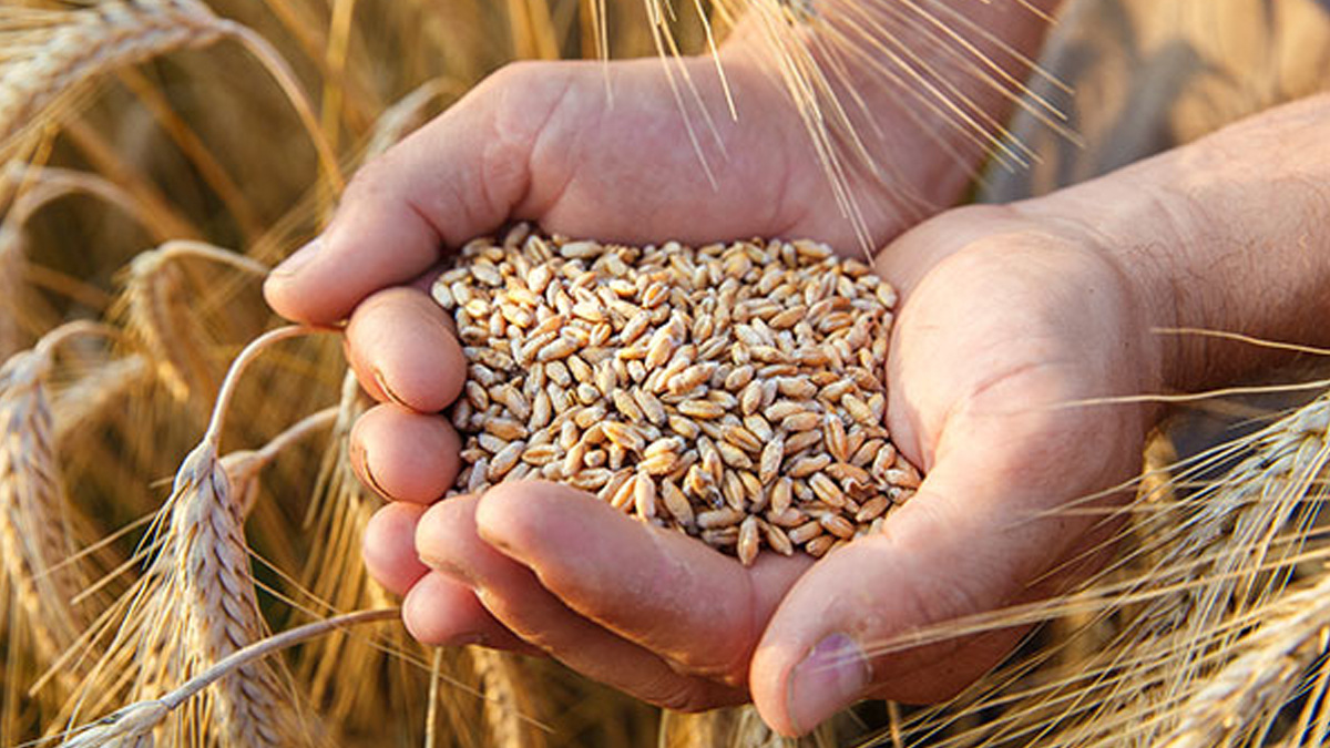 does wheat cause weight gain in hindi 01 (5)