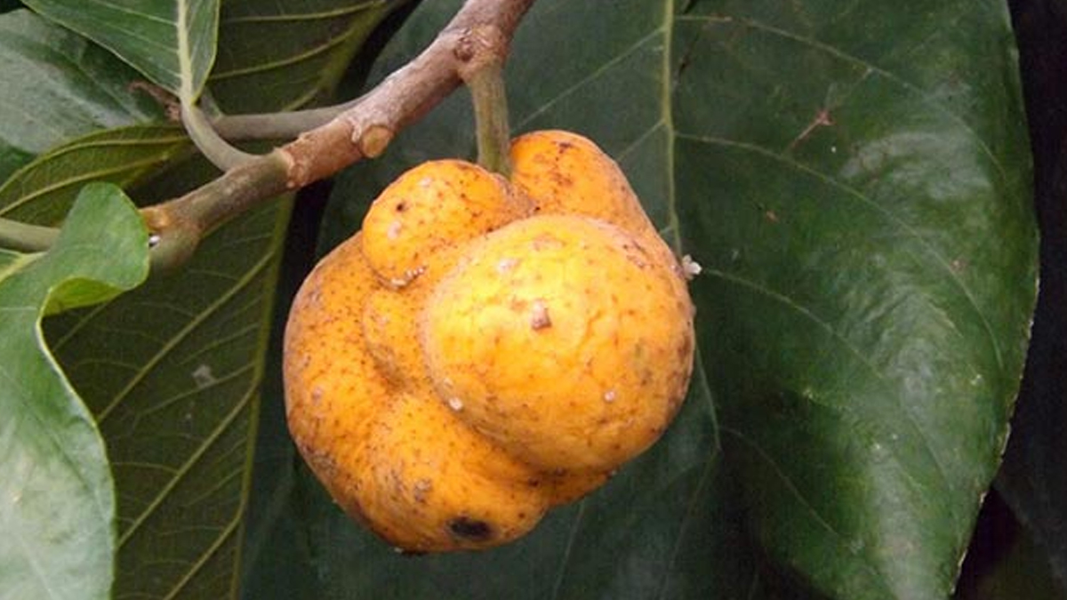 Badhal fruit