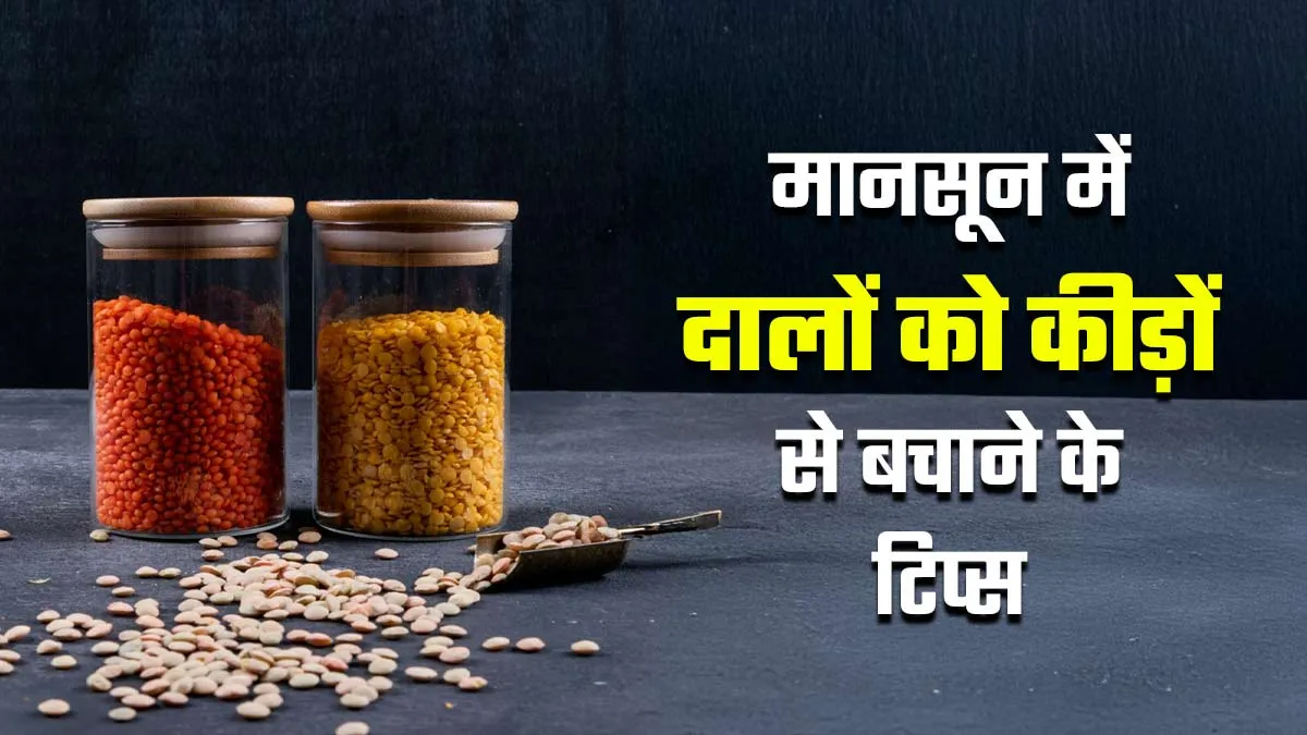 बरसात में दालों में लग जाते हैं कीड़े तो इन टिप्स से रखें उन्हें सुरक्षित, सेहत को भी नहीं होगा नुकसान