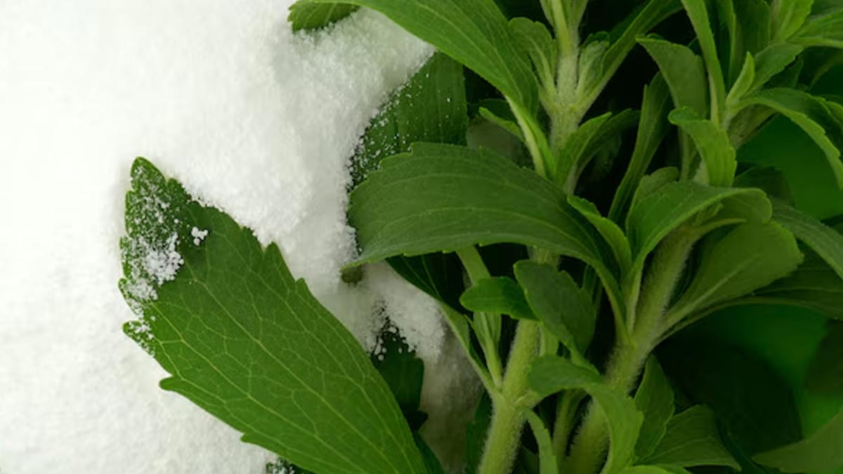 Can consuming stevia cause cancer